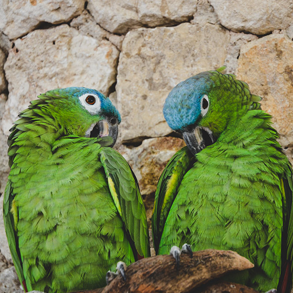 Bright green parrot friends