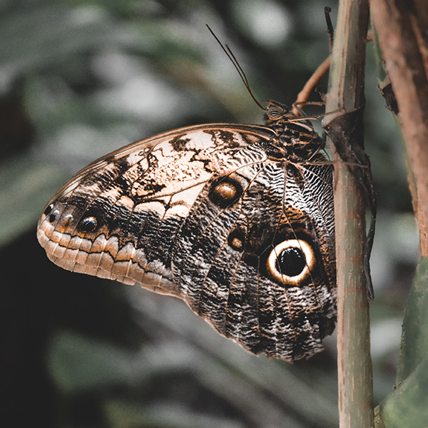 Mexican butterfly resting on branch