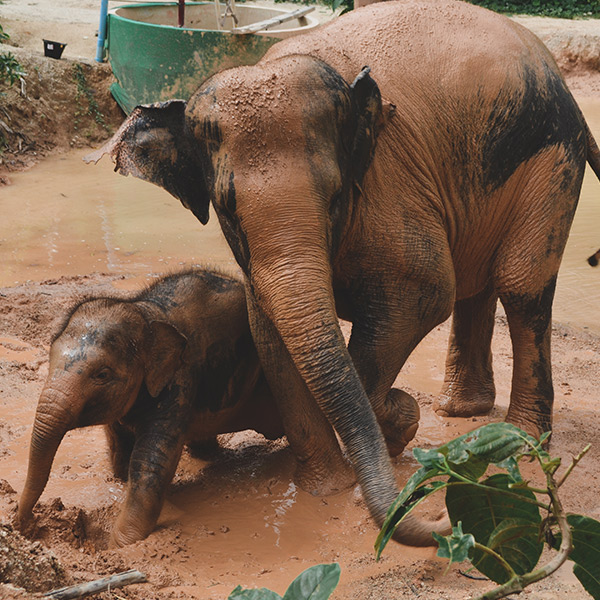 Thai Elephants playing in Phuket sanctuary