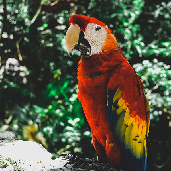 Brightly coloured Macaw posing for the camera