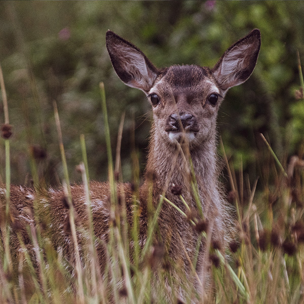 Baby deer in Glen Etive
