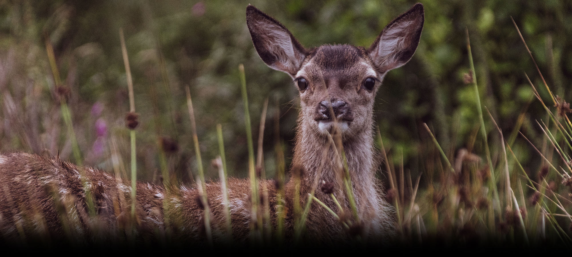 A baby deer in the Scottish Glen Etive