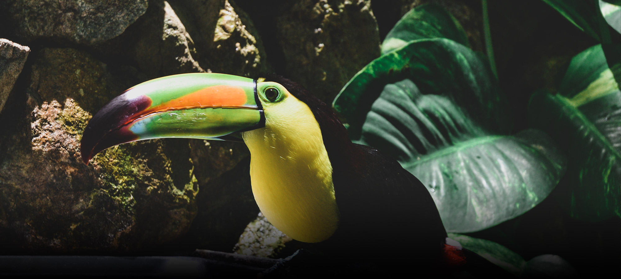 A toucan having a drink